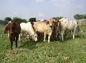 Anuncian acuerdo para erradicar la brucelosis bovina en el Huila
