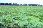 Producción de Bioplásticos a Partir de Yuca