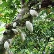 Colombia espera ser protagonista mundial de la cadena cacao – chocolate