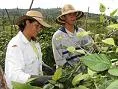 Más de 1.300 campesinos cuentan con microseguro de vida