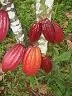 Italia, destino del cacao andino