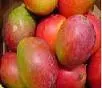 CORPOICA divulga tecnología para el cultivo del mango, con énfasis en mangos criollos