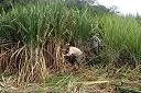 CORPOICA investiga manejo agronómico de la caña de azúcar para producción de panela