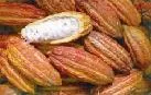 Producción cacaotera aumenta 24%