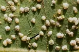 CORPOICA evalúa insectos plaga del cultivo del aguacate