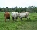 CORPOICA y Minagricultura realizan IV Seminario sobre Avances de Buenas Prácticas Agrícolas, BPA, en Colombia