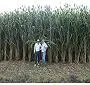 CORPOICA selecciona los mejores sorgos dulces para biocombustibles