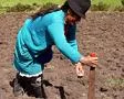 La mujer campesina tendrá prioridad en la restitución de tierras