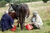 CORPOICA genera lineamientos para ganadería sostenible en áreas rurales de Bogotá