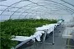 CORPOICA y Holanda evalúan producción hidropónica de minitubérculos de papa para Colombia y América Latina