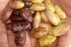 Corpoica selecciona materiales regionales de cacao promisorios para el país