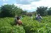 CORPOICA evalúa modelos de producción de yuca industrial para la Costa 