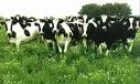 Minagricultura fijó en 4,44% incremento en el precio del litro de leche al productor 