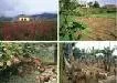 En el primer trimestre de 2011 la balanza comercial agropecuaria y agroindustrial mostró un superávit de USD 336,7 millones.