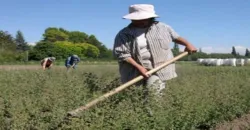 La tasa de desempleo rural en el trimestre agosto-octubre de 2011 se ubicó en 6,2%, 1,6 puntos porcentuales menos que en igual periodo de 2010