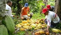 PRODUCTORES DE CACAO YA PUEDEN ACCEDER AL SUBSIDIO DEL MINAGRICULTURA PARA EL 2013 - 18 de Febrero de 2013