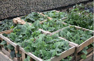El ICA Incentiva en los Agricultores la Producción Ecológica - 11 de Junio de 2013