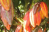 Los tesoros del cacao