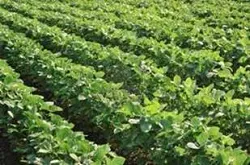 El Gobierno Restringe Importaciones de Aceite de Soya Proveniente de Brasil - 26 de Agosto de 2013