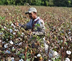Recolectores de Algodón, Satisfechos con tres Variedades Corpoica - 10 de Marzo de 2014