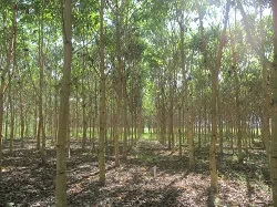 Corpoica Dictará Curso Teórico-Práctico para Asistentes Técnicos Forestales de la Región Nororiental en Rionegro, Santander - 10 de Julio de 2014