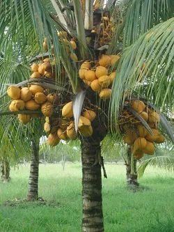 Taller y Conversatorio de Actualización Tecnológica en el Cultivo de Cocotero en Corpoica El Mira - 10 de Julio de 2014