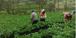 20 Mil Productores Agropecuarios ya Firmaron sus Pagarés del Fonsa - 18 de Noviembre de 2014
