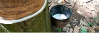 Incoder Inició Proyecto Productivo en Resguardo Indígena del Guaviare - 19 de Noviembre de 2014
