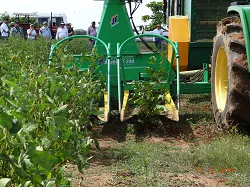 Corpoica Presentó los Beneficios del Sistema Agrosilvopastoril para la Altillanura - 15 de Diciembre de 2014