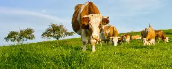 MinAgricultura Amplía tres meses Administración del Fondo Nacional del Ganado por parte de Fedegán - 31 de Diciembre de 2014