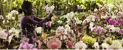 Floricultores Colombianos Listos para San Valentín - 26 de Enero de 2015