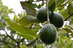 En Eje Cafetero y Antioquia, más transferencia de tecnología de Corpoica a pequeños productores - 19 de Febrero de 2015