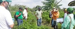 Ají topito más competitivo, objetivo de Corpoica en La Guajira - 30 de Marzo de 2015