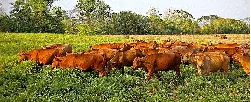 MinAgricultura prorroga hasta diciembre administración del Fondo Nacional del Ganado por parte de Fedegán - 08 de Abril de 2015