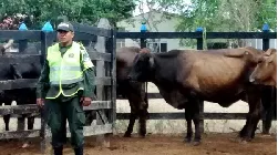 Policía Nacional asesta golpe a ladrones de ganado en Córdoba - 09 de Abril de 2015