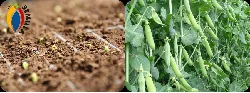 Gobierno lanza Plan Semilla para apoyar a pequeños productores del campo - 21 de Abril de 2015