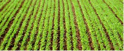 OCDE presenta conclusiones del diagnóstico al sector agropecuario - 24 de Abril de 2015