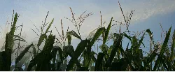 El departamento de la caña de azúcar abre sus puertas para las oportunidades del agro - 24 de Abril de 2015