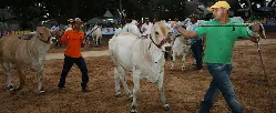 MinAgricultura y UNGRD inician programa de apoyo con alimentación bovina a ganaderos - 29 de Abril de 2015