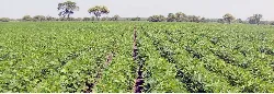 MinAgricultura, comprometido con el agro de Santander - 08 de Mayo de 2015