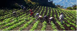 Planificar el campo: apuesta del departamento del Tolima - 08 de Mayo de 2015