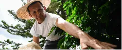 MinAgricultura es optimista frente al aumento del precio del café - 20 de Mayo de 2015