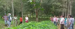 Impulsar producción de caucho natural, objetivo de Corpoica en el Guaviare - 26 de Mayo de 2015