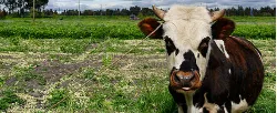 El ICA da un parte de tranquilidad a los ganaderos del país - 03 de Junio de 2015