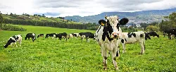 Más de $200.000 millones para fortalecer sector lechero destinó MinAgricultura, este año - 24 de Junio de 2015
