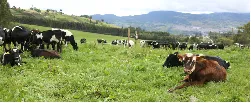 Ministro Iragorri invita a los colombianos a preferir leche colombiana - 06 de Julio de 2015