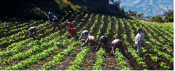 45 años en defensa de los derechos de los campesinos - 07 de Julio de 2015
