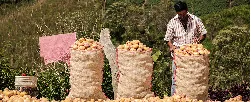 Con $6 mil millones, MinAgricultura pone en marcha campaña para promover consumo de papa - 27 de Julio de 2015