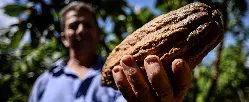 Con recursos de cooperación por US$120.000 de Corea se impulsa producción de cacao y arroz - 10 de Agosto de 2015