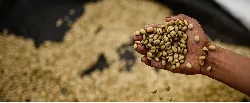 Cafeteros y lecheros son los más beneficiados con el ‘salvavidas’ del Fonsa - 12 de Agosto de 2015